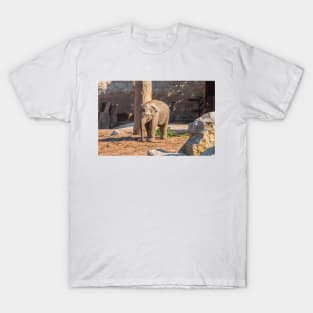 Baby Asian Elephant T-Shirt